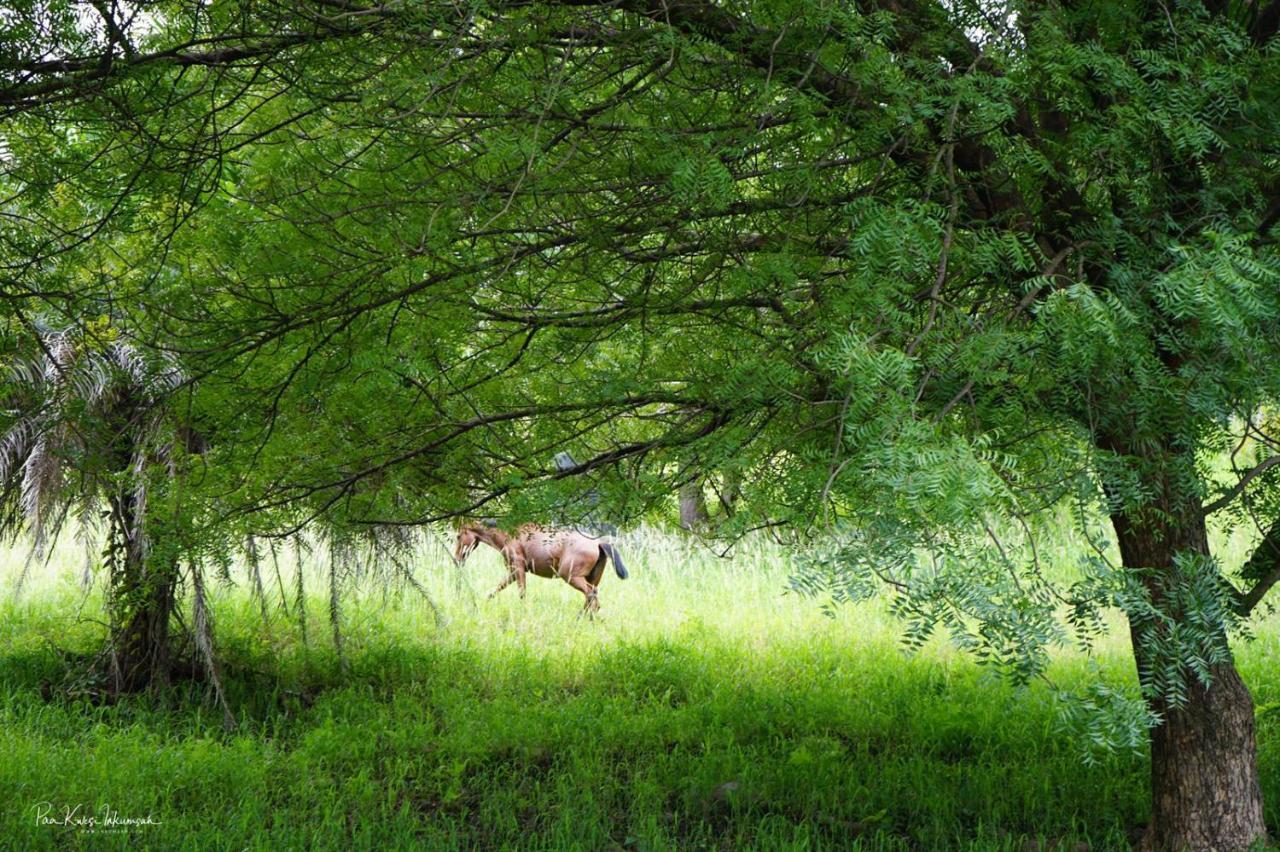 Готель The Green Ranch Кумасі Екстер'єр фото